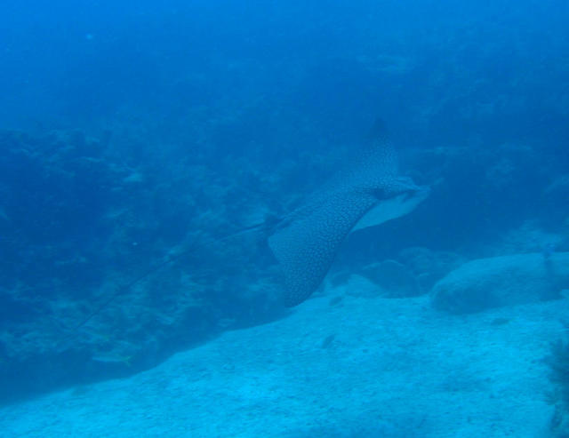 ../pictures/spotted_eagle_ray4.jpg