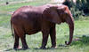elephants4.jpg