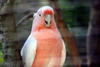 australia_birds4.jpg