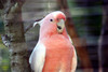 australia_birds5.jpg