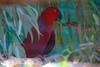 australia_birds6.jpg