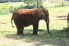 elephants1.jpg