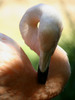 flamingo2.jpg