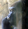 gorilla3.jpg