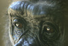 gorilla4.jpg