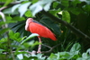 red_bird1.jpg