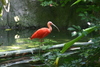 red_bird2.jpg
