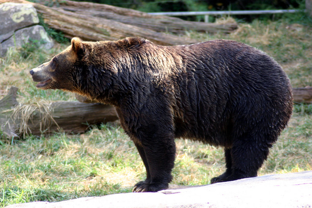 ../pictures/bear2.jpg