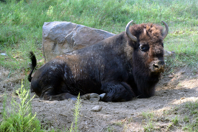 ../pictures/bisons1.jpg