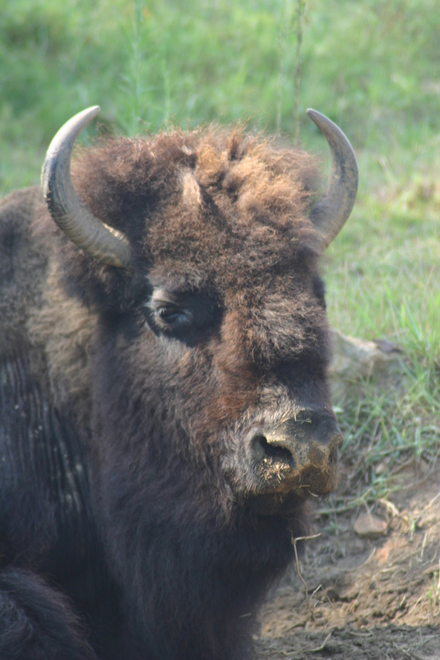 ../pictures/bisons2.jpg