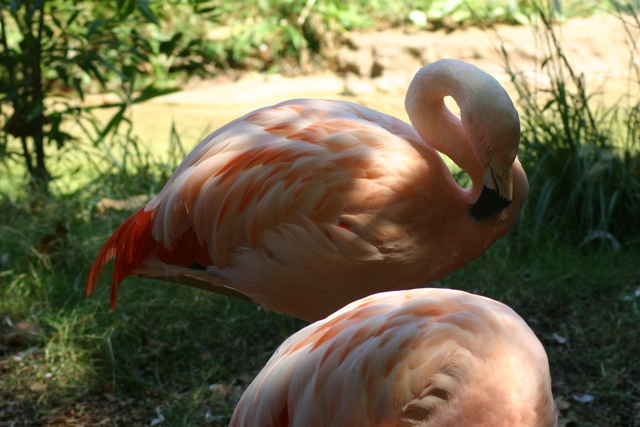 ../pictures/flamingo1.jpg