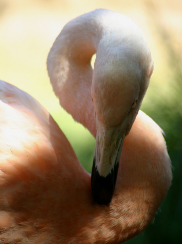 ../pictures/flamingo2.jpg
