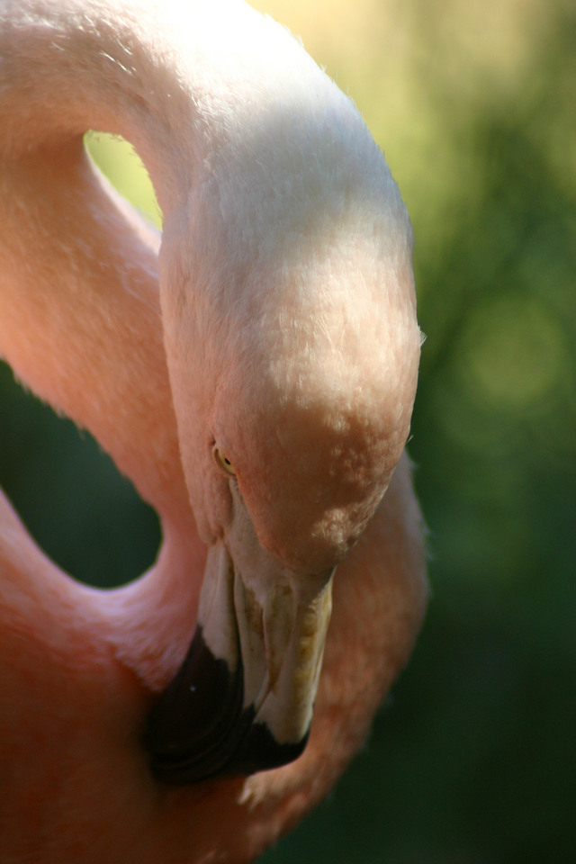 ../pictures/flamingo3.jpg