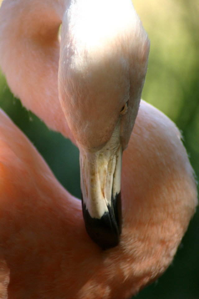 ../pictures/flamingo4.jpg