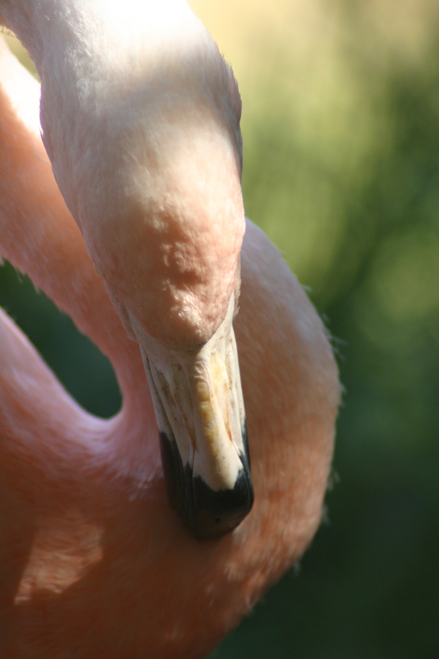 ../pictures/flamingo5.jpg