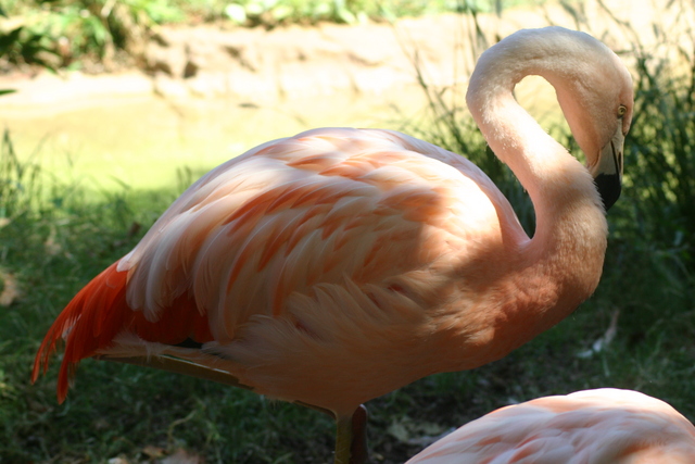 ../pictures/flamingo7.jpg
