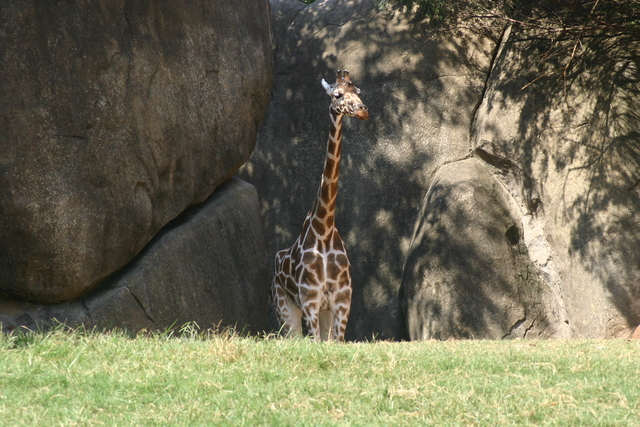 ../pictures/girafe2.jpg