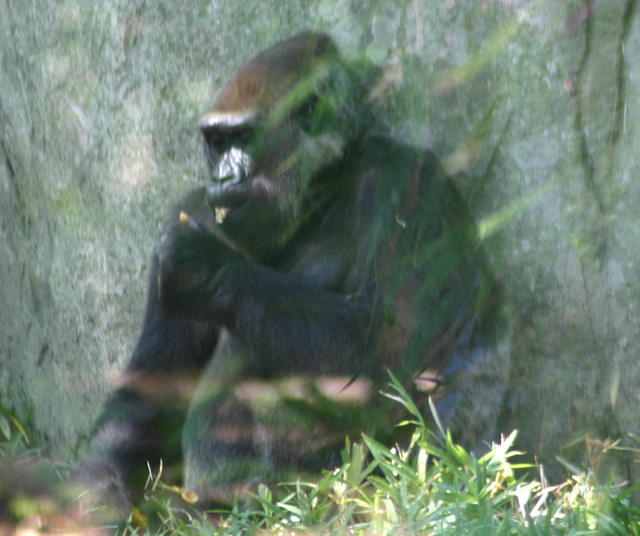 ../pictures/gorilla1.jpg