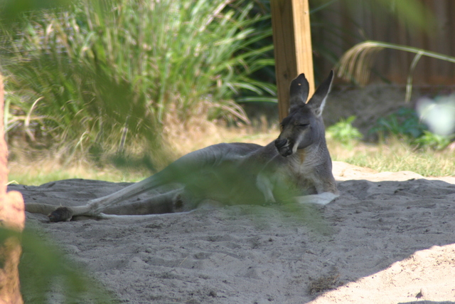../pictures/kangaroo1.jpg