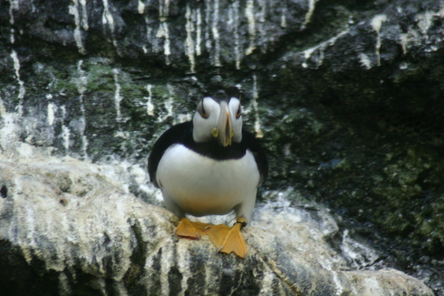 ../pictures/puffins2.jpg