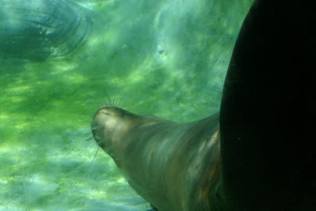 ../pictures/sea_lions1.jpg