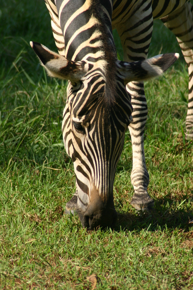 ../pictures/zebra3.jpg
