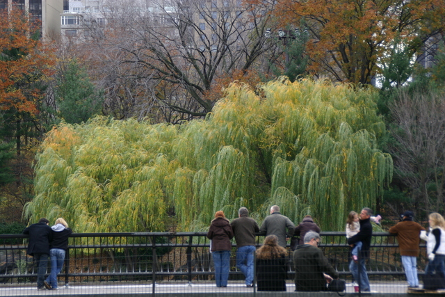 ../pictures/Central_Park9.jpg