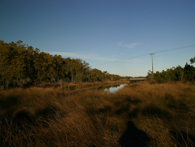 ../pictures/Ocracoke_nature_trail1.jpg