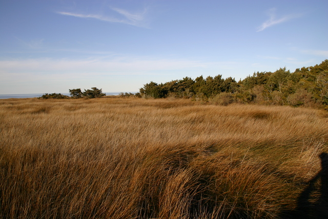 ../pictures/Ocracoke_nature_trail4.jpg