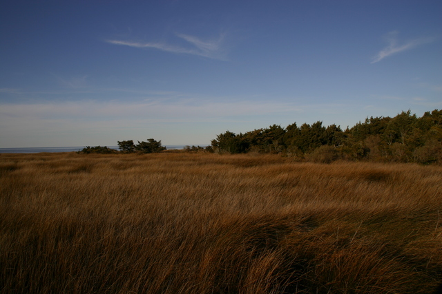 ../pictures/Ocracoke_nature_trail5.jpg