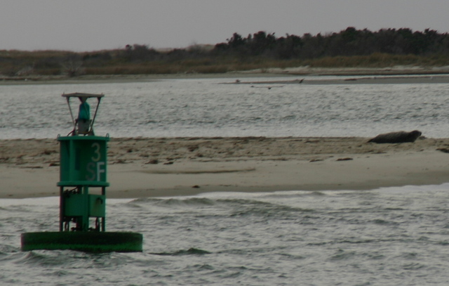 ../pictures/Ocracoke_seal3.jpg