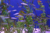 Manteo_aquarium15.jpg