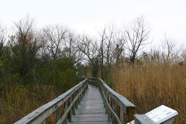 ../pictures/Currituck_nature_trail2.jpg
