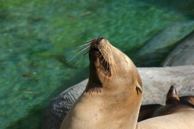 ../pictures/NC_zoo85.jpg