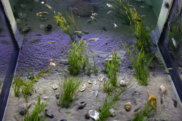 ../pictures/NC_aquarium21.jpg