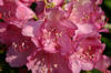 rododendrons3.jpg