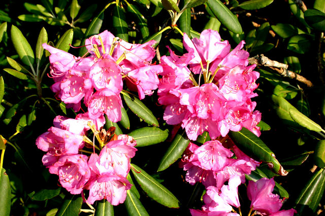 ../pictures/rododendrons1.jpg