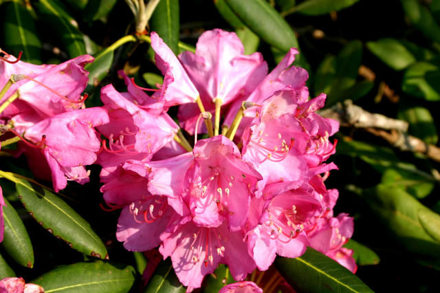 ../pictures/rododendrons2.jpg