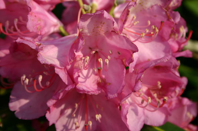 ../pictures/rododendrons3.jpg