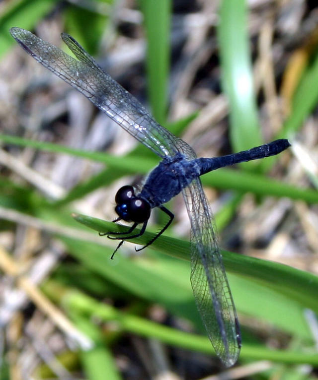 ../pictures/dragonfly.jpg