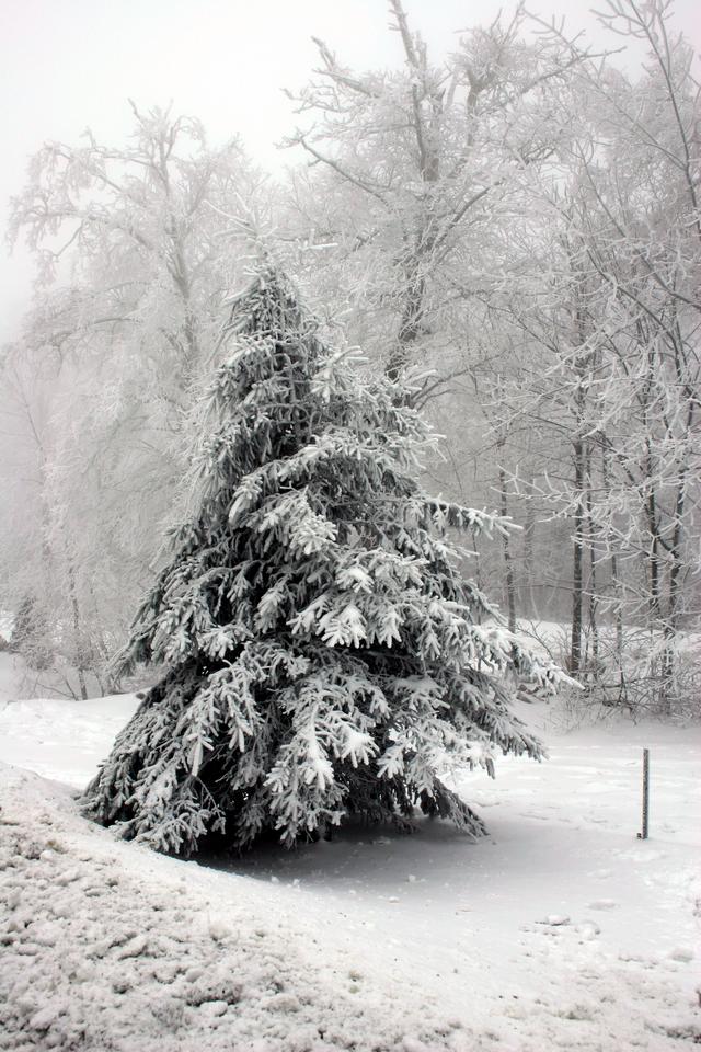 ../pictures/winter_scenes16.jpg