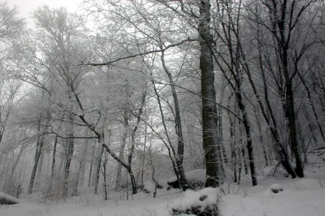 ../pictures/winter_scenes21.jpg