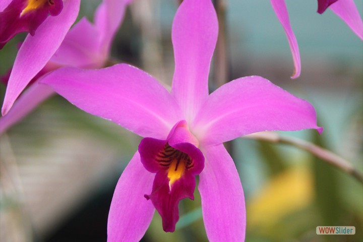 the_orchid_trail_030
