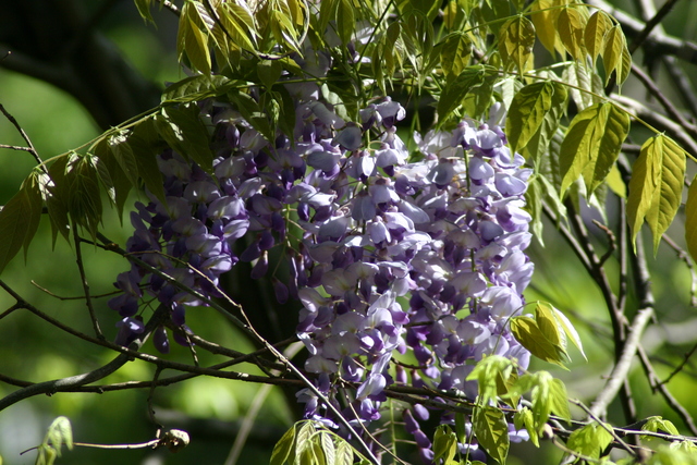 ../pictures/wisteria.jpg
