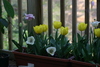 tulips1.jpg