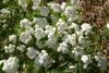 white_flowers.jpg