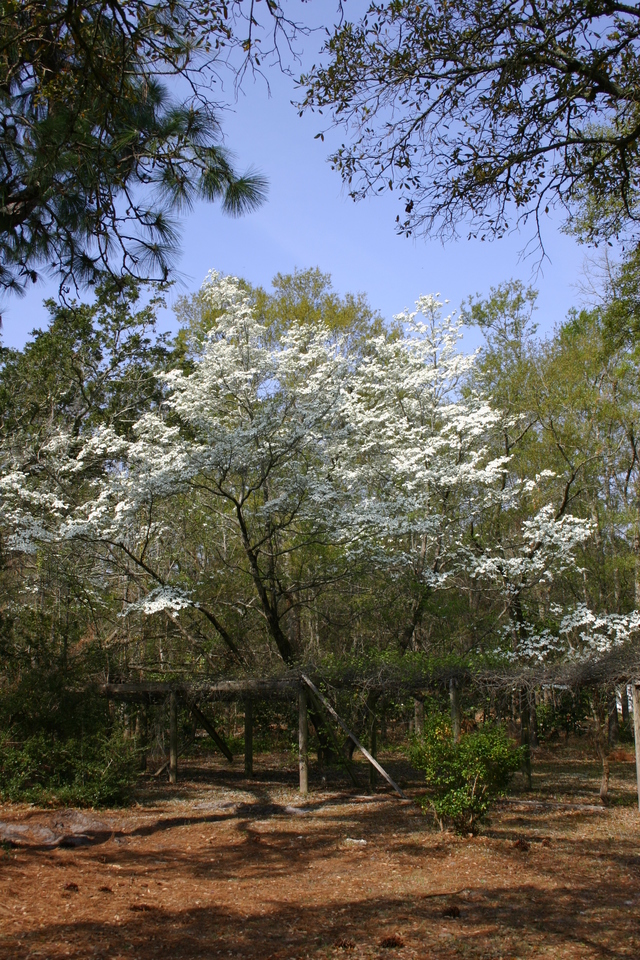 ../pictures/dogwoods1.jpg