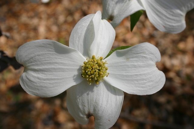 ../pictures/dogwoods3.jpg