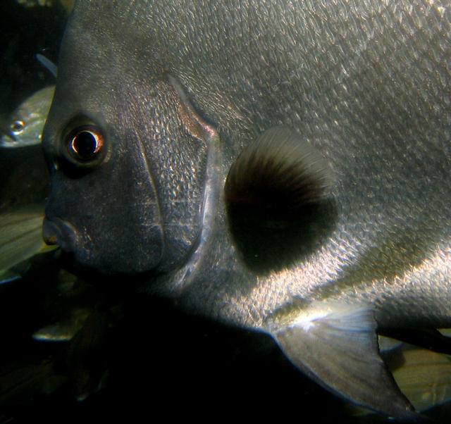 ../pictures/atlantic_spade_fish_closeup.jpg