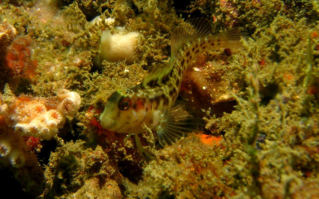 ../pictures/camouflaged_blenny.jpg